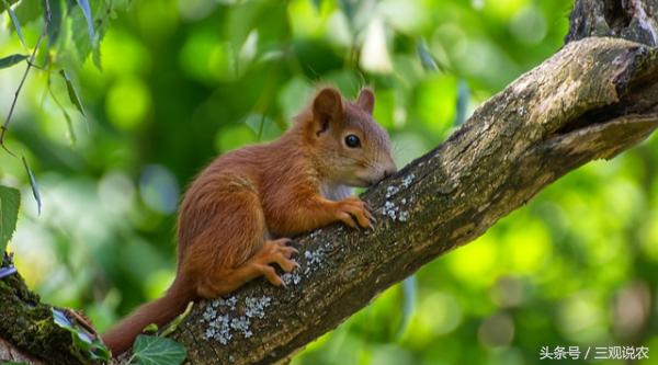 农药哒螨灵,哒螨灵农药有几点功能