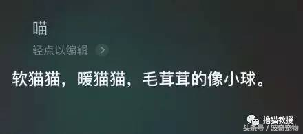 猫咪对着主人喵一声,猫咪对着主人叫但是没声音