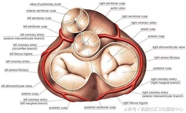 心脏支架说明书,这份通俗易懂的心脏说明书请收好