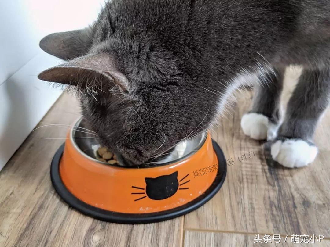 关于猫主子的冷知识和方法,猫主子的护理方法