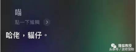 猫咪对着主人喵一声,猫咪对着主人叫但是没声音