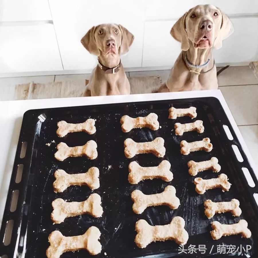 狗狗突然绝食精神不好什么原因,狗狗突然暴瘦不吃东西没精神