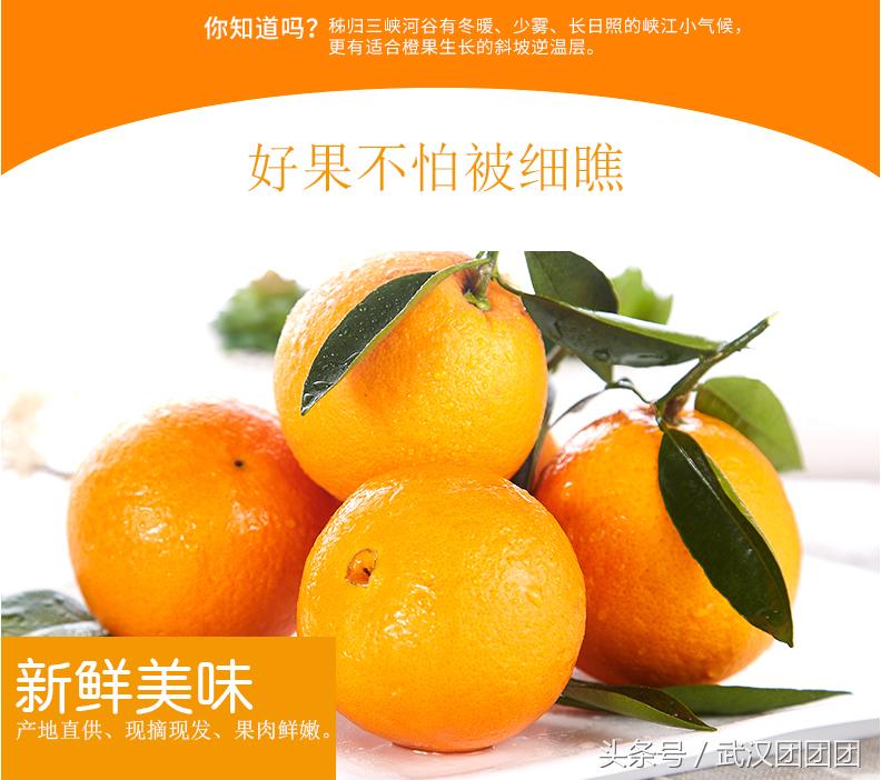 秭归伦晚,正宗秭归伦晚产品介绍