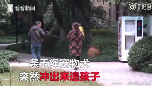 狗被咬如何自救,如何对狗急救