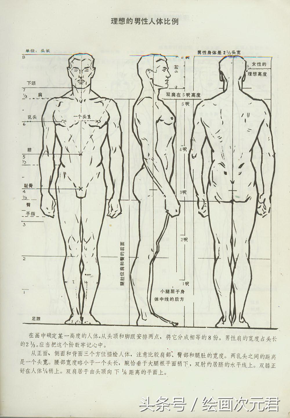 人体结构动态,动态素描·人体结构