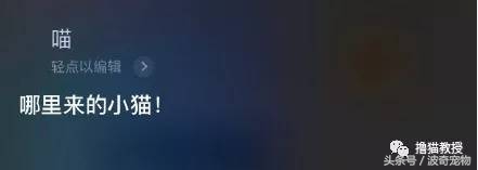 猫咪对着主人喵一声,猫咪对着主人叫但是没声音