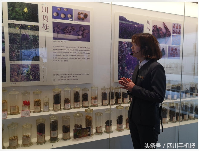 川派中医传承,川派中医养生文化