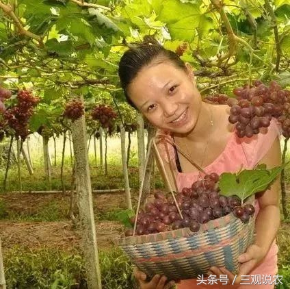 农药哒螨灵,哒螨灵农药有几点功能