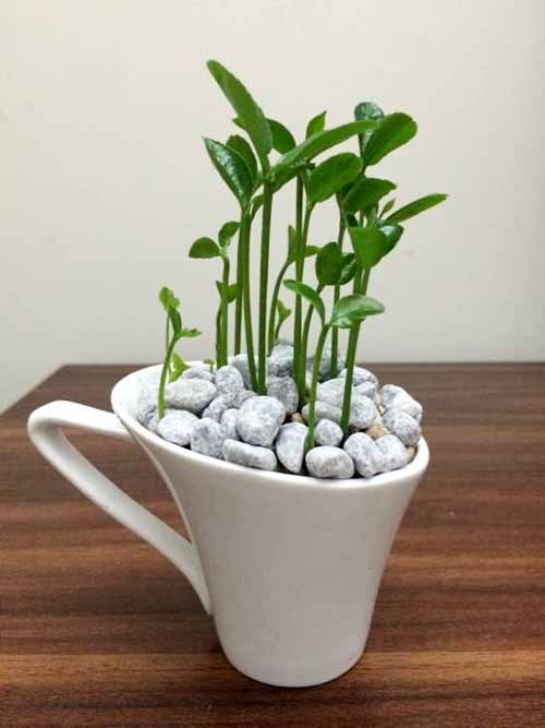 吃水果把核吞进去了,吃完芒果把核扔花盆里