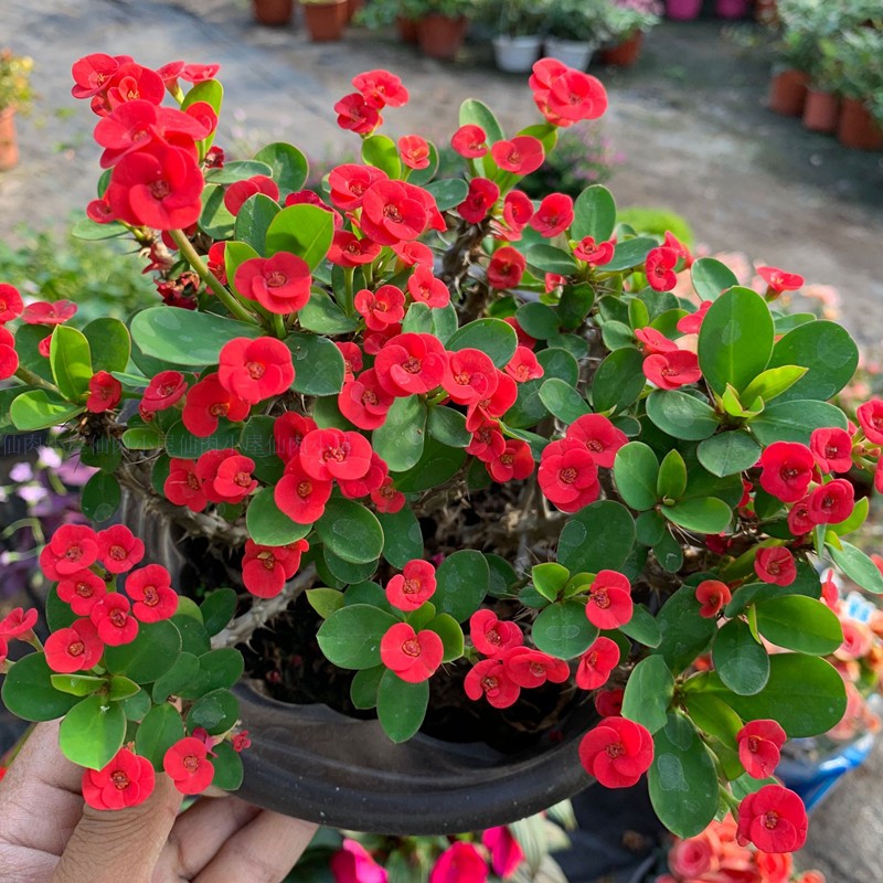室内不宜养的十种毒花 (十种最毒的花不能在家里养的)