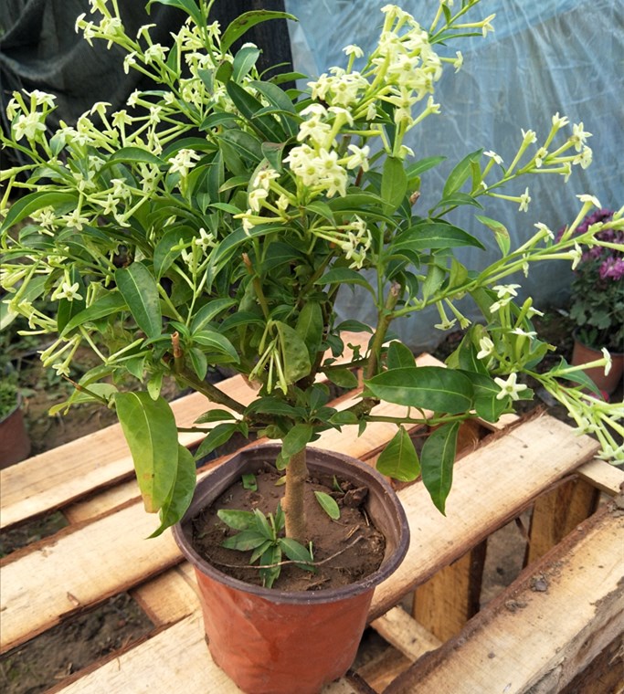 室内不宜养的十种毒花 (十种最毒的花不能在家里养的)