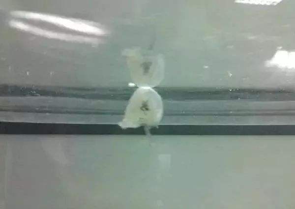 龙鱼吐胃袋多久能恢复,龙鱼进食解析