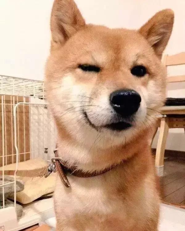 守身如玉20年，“第一次”竟然给了一只狗