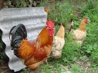 全国农产品地理标志目录湖南篇,湖南省株洲市农产品地理标志名单