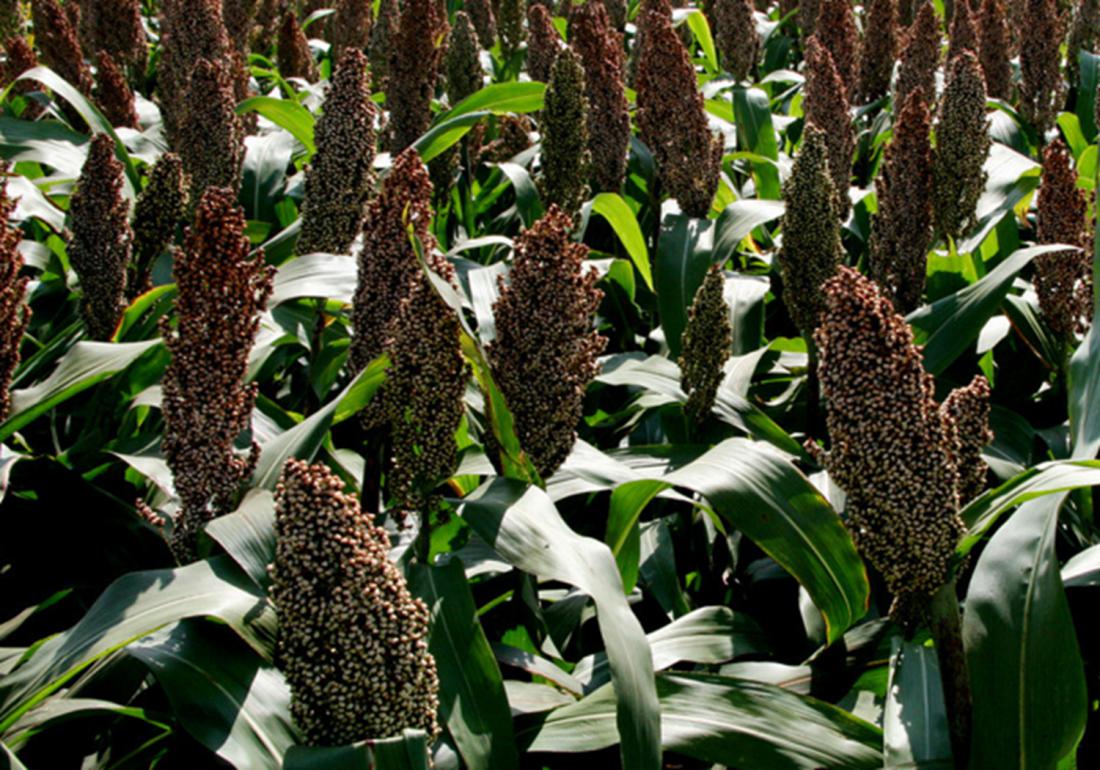 高粱高产高效栽培技术有哪些,高粱的种植田间管理和病虫害防治