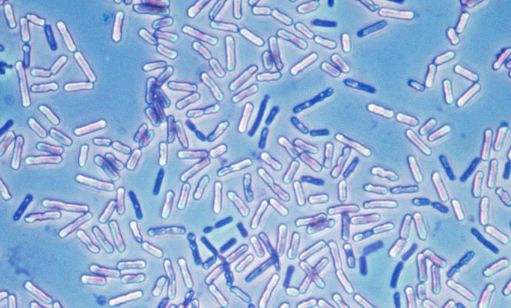 枯草芽孢杆菌在畜牧养殖的作用,枯草芽孢杆菌在水产养殖的作用