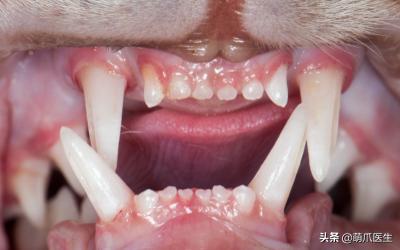 当一只猫有了脸,当一只猫长成了狗的样子