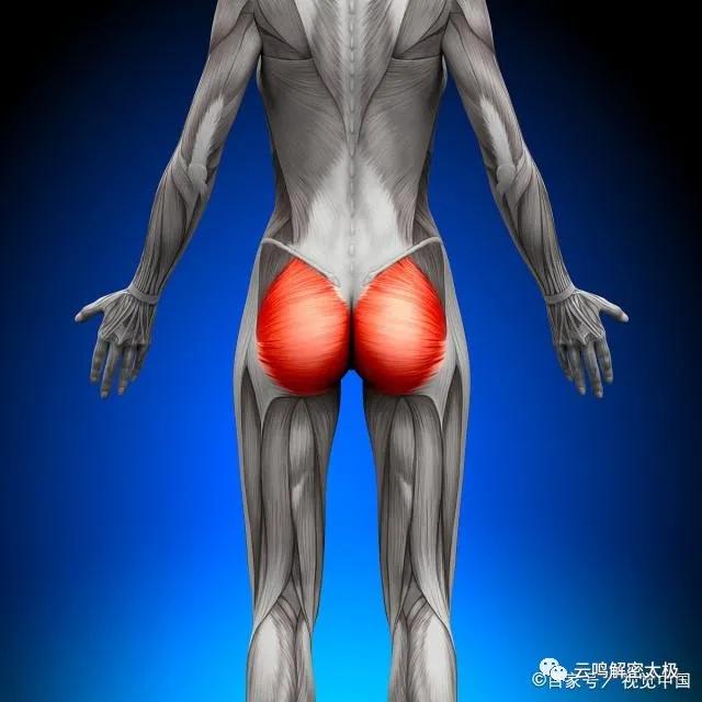 开胯和松胯的特殊方法，髋关节，骶骨，尾骨，腰关节的详细介绍