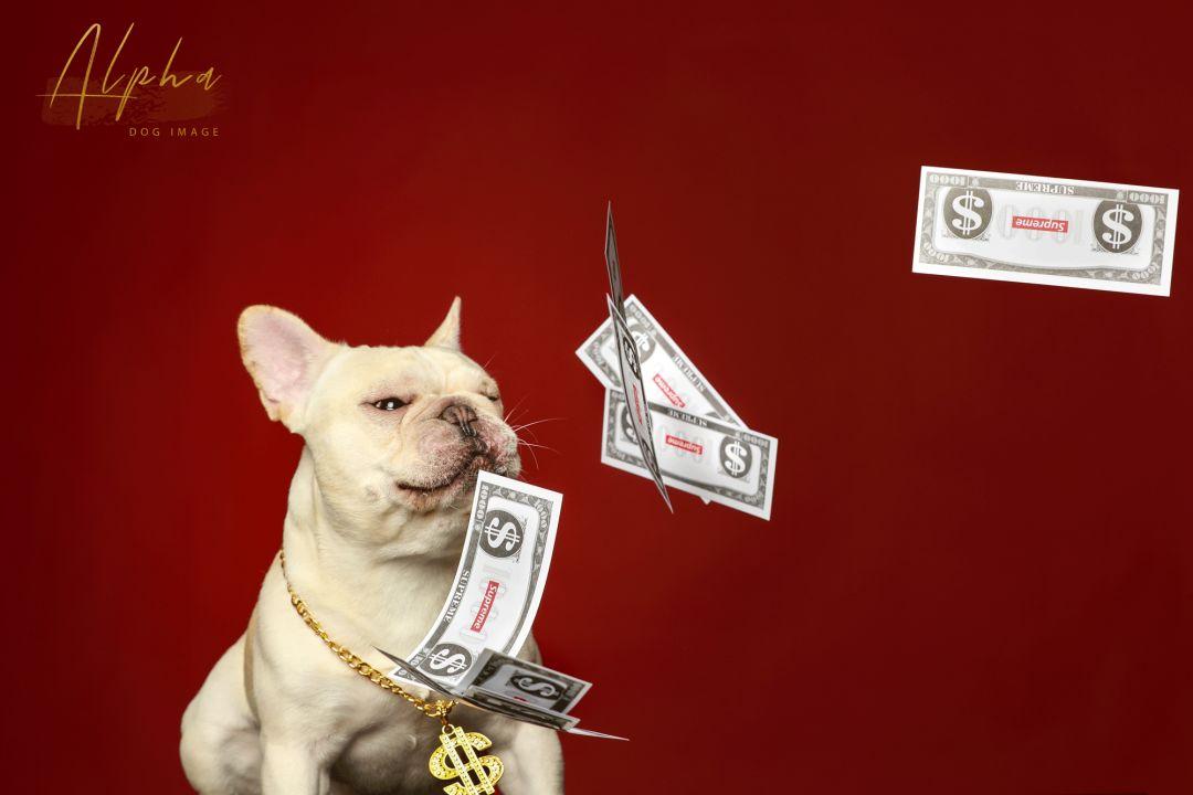 Pick到一家宝藏「宠物写真馆」！福利已谈好，铲屎官快冲鸭