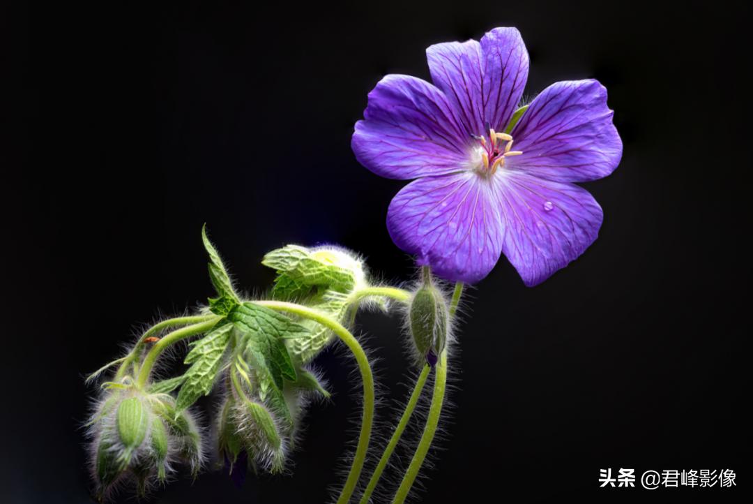 徕卡sl系列推荐,徕卡sl2和m11