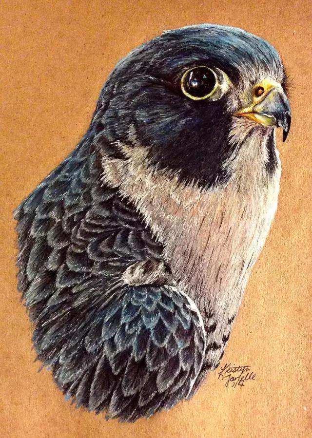 画鸟彩铅教程,画鸟彩铅