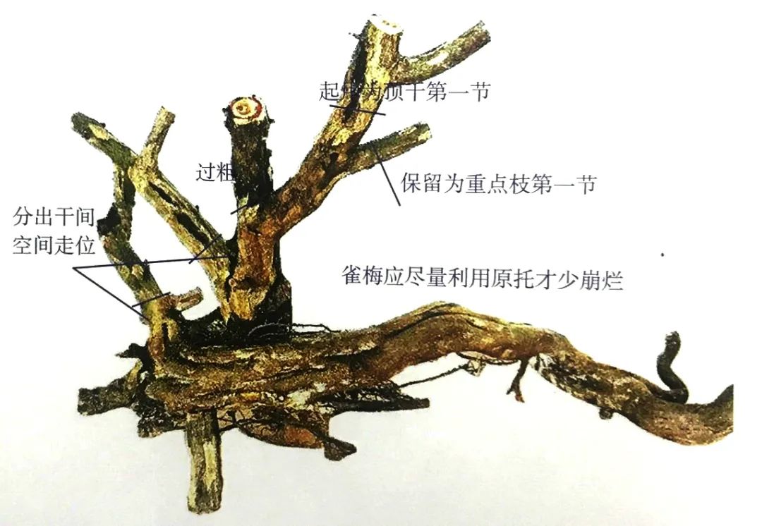 雀梅老桩盆景的造型,雀梅盆景树桩大全