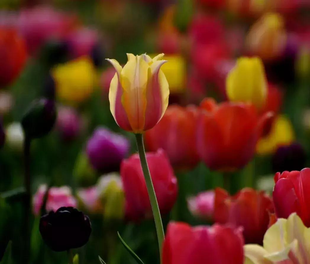 东营微文化张乐民,东营微文化