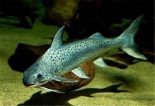 建议穷人养的10种中型观赏鱼,十大养不死的观赏鱼排名