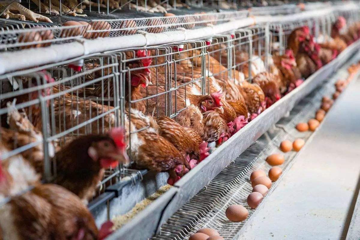 蛋鸡标准化安全生产关键技术,蛋鸡养殖安全管理制度