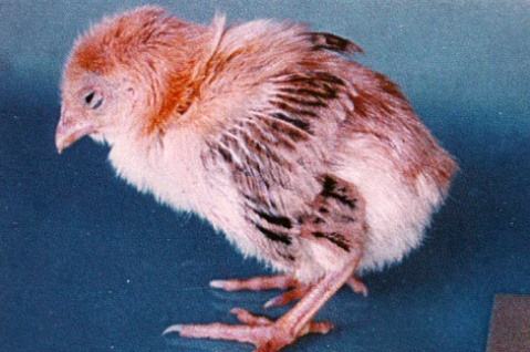 脱温小鸡喘气,雏鸡喘气呼噜吃什么药