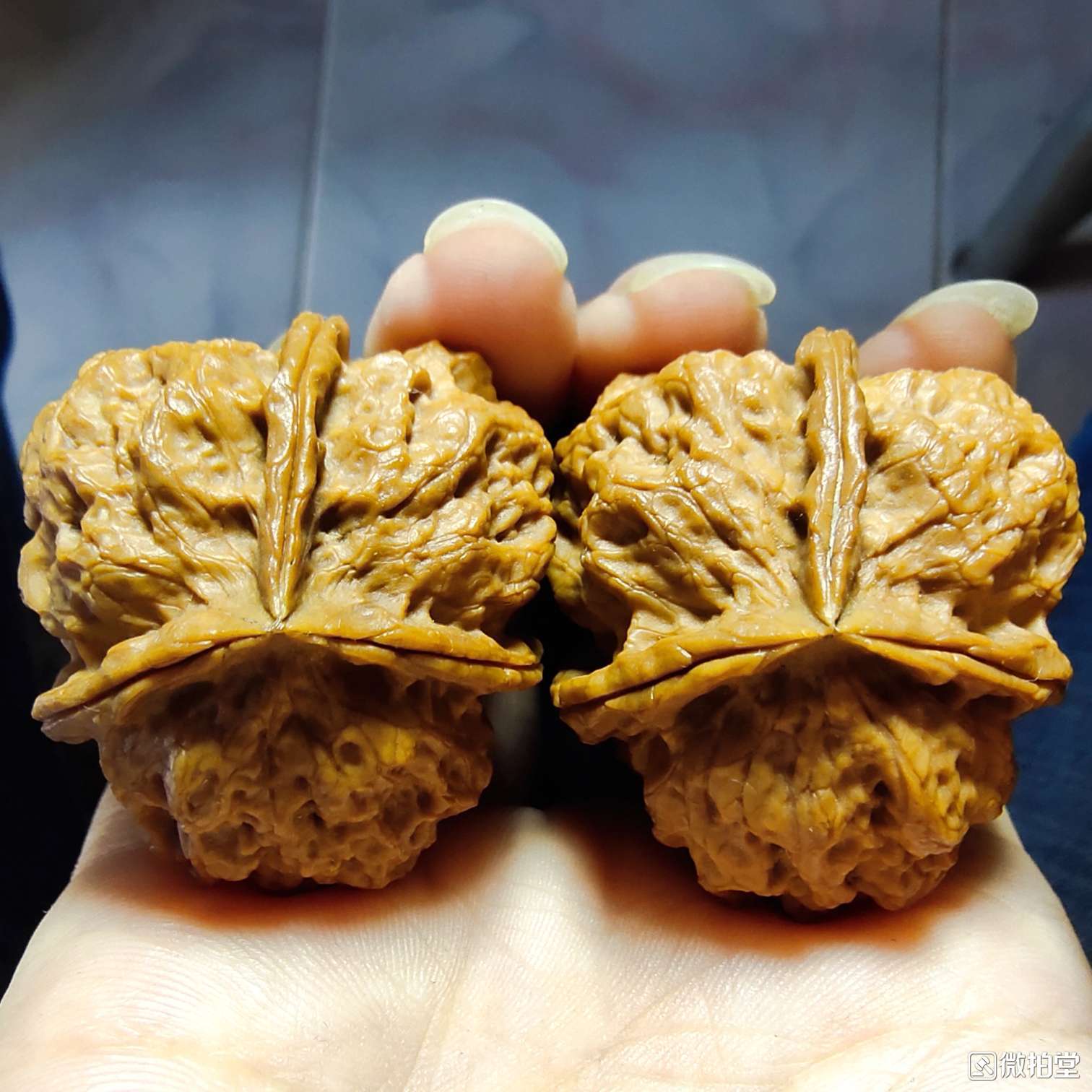 文玩核桃状元冠产地,文玩核桃盘山三棱产地