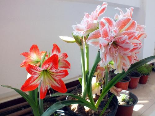 2厘米的朱顶红要养多久开花,朱顶红紫根兰大头兰图片