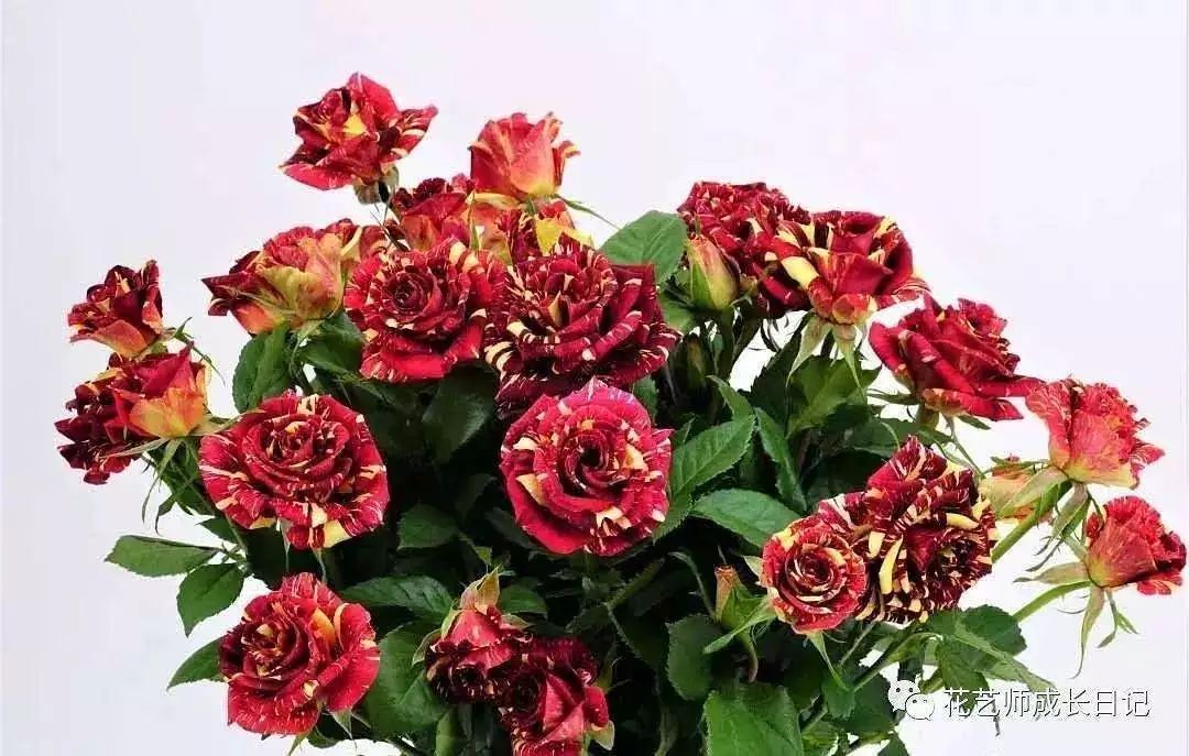 花店必备的5款玫瑰,花店常用的10款玫瑰花是哪些品种