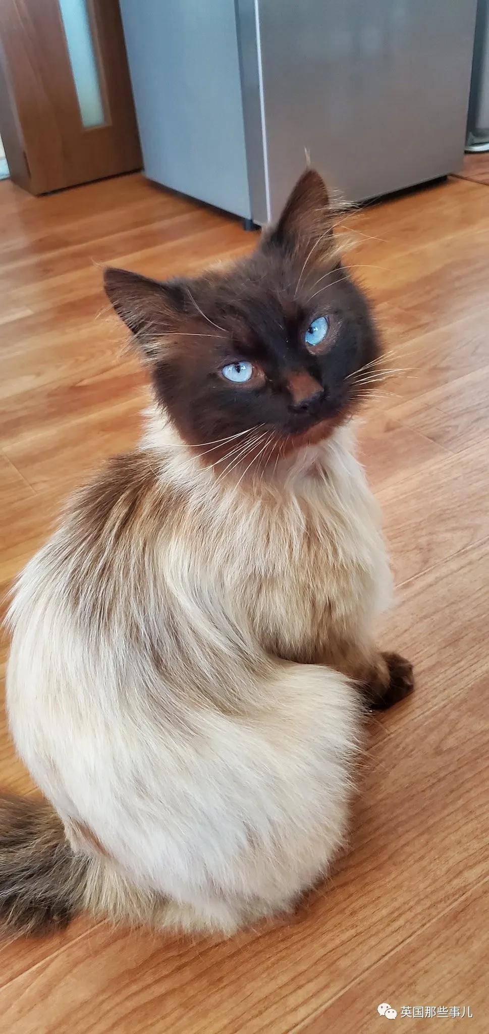 养暹罗等于养好几种猫,重庆暹罗猫变黑了还能白回来吗