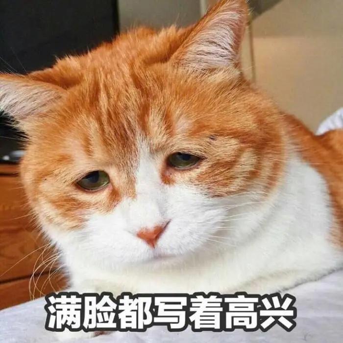 把猫咪养胖会怎样,把猫咪喂胖的猫粮