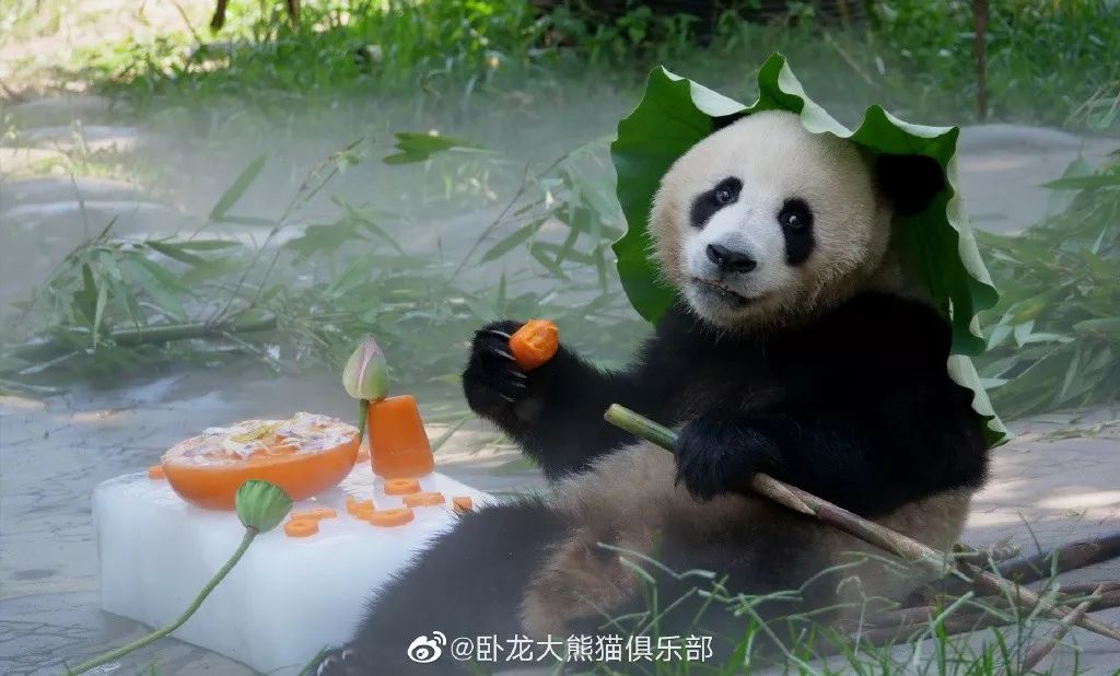 为什么全世界都喜欢大熊猫,世界各地的人们都爱好大熊猫英语