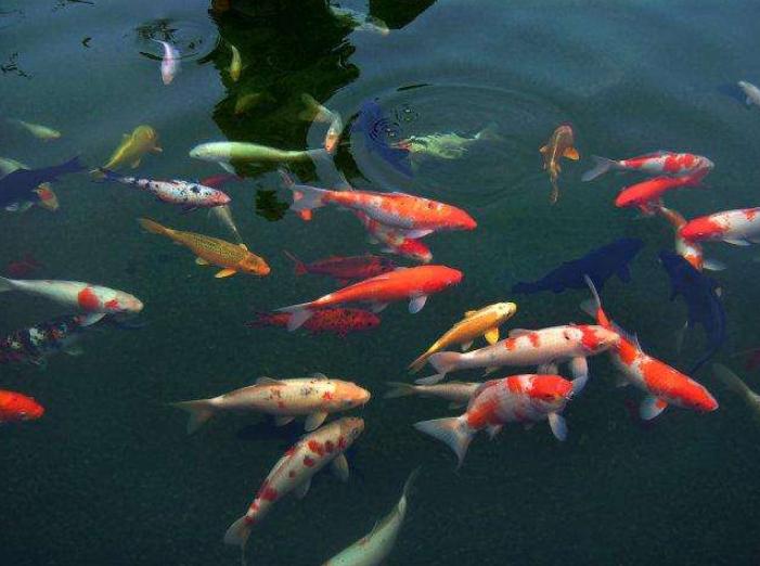 观赏鱼寄生虫可以用肠虫清吗,观赏鱼锦鲤的寄生虫表现