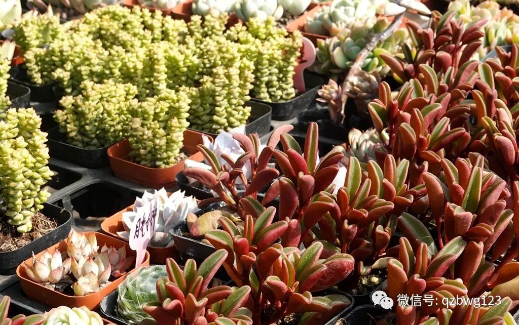 曲周县西木多肉科技,河北曲周多肉植物批发