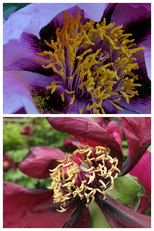 荣耀v20能微距拍照嘛,荣耀v20的相机微距在哪里