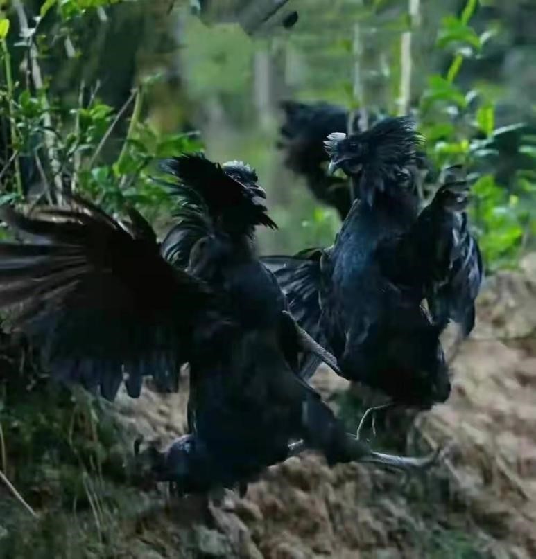 中国名鸡品种介绍,中国名鸡分布图