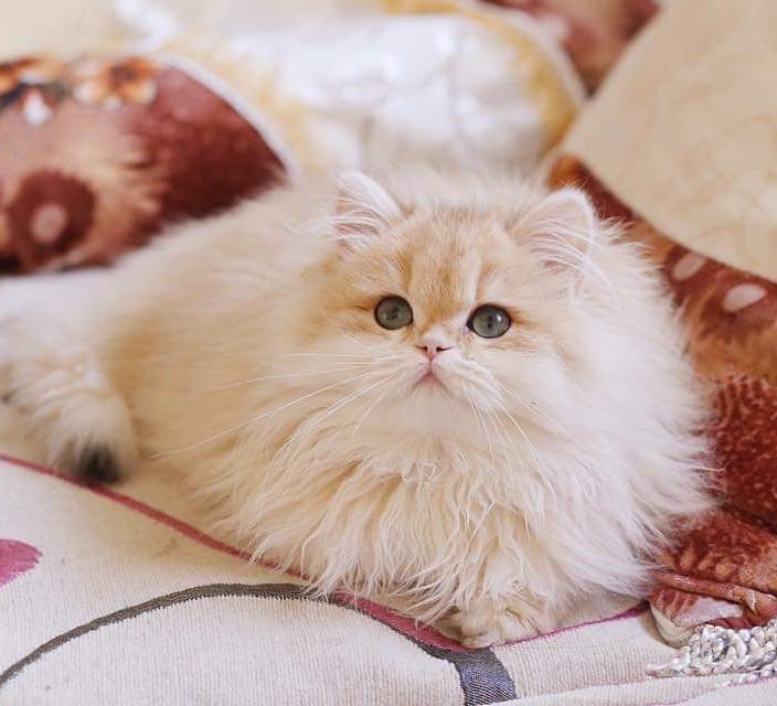 猫咪打喷嚏是怎么回事怎么治,猫咪打喷嚏有可能是什么病