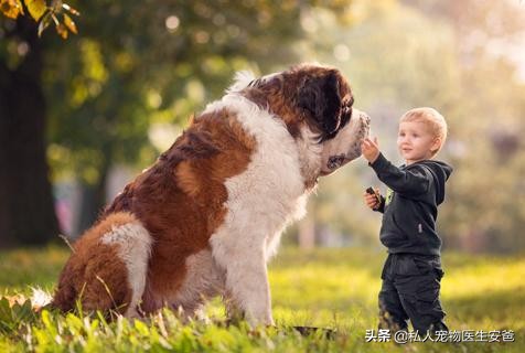 8个月的狗狗咬人怎么办,安爸教你养狗