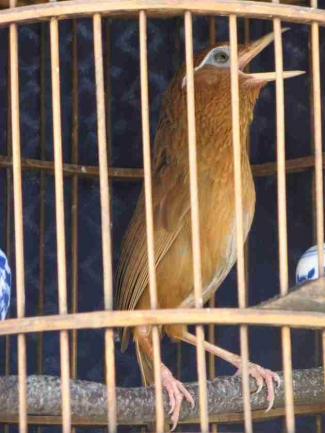 黄鸟新鸟怎样选,新鸟怎么样挑出好黄鸟