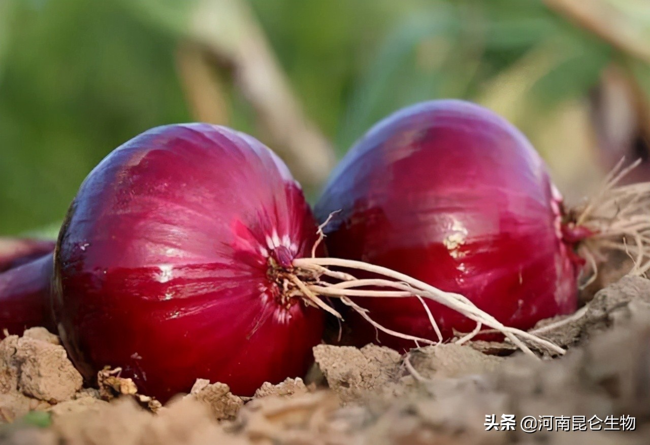 洋葱怎么预防灰霉病霜霉病,洋葱重茬用什么方法来解决
