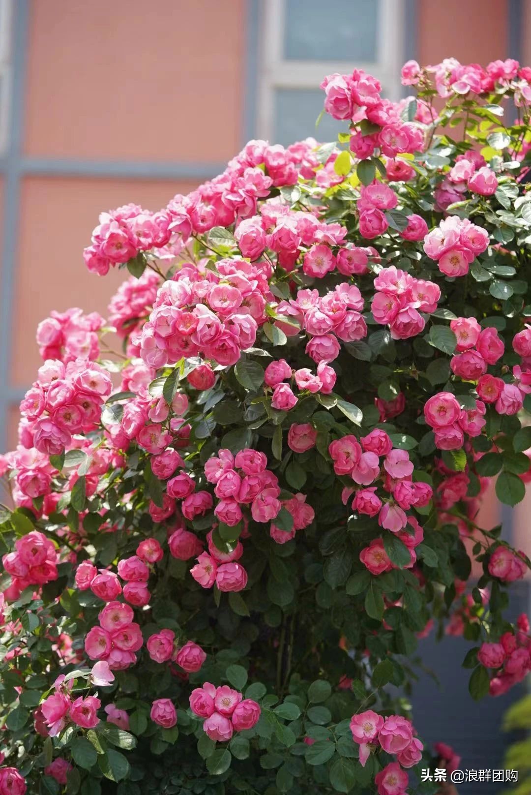 月季哪些品种大花又香,月季哪些品种花期长耐阴耐寒耐旱