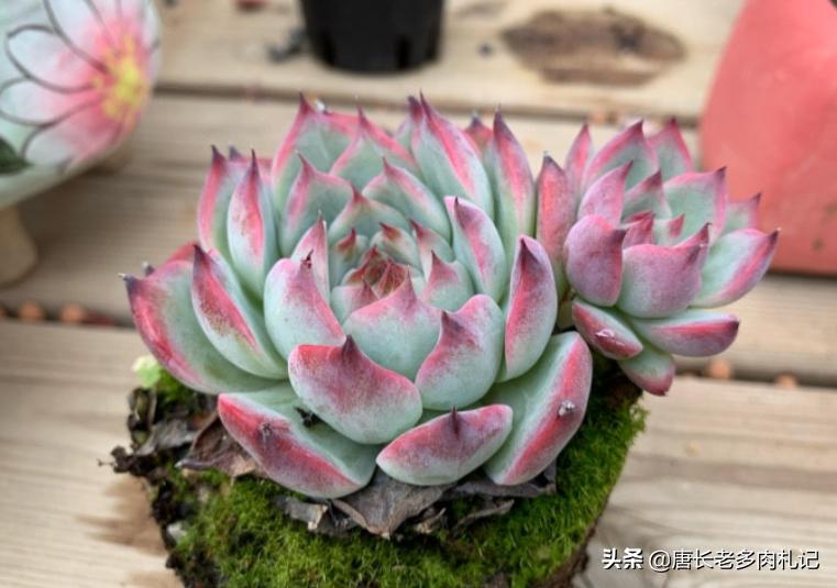 新买的裸根多肉修根后要晾几天,刚买的裸根多肉如何栽种