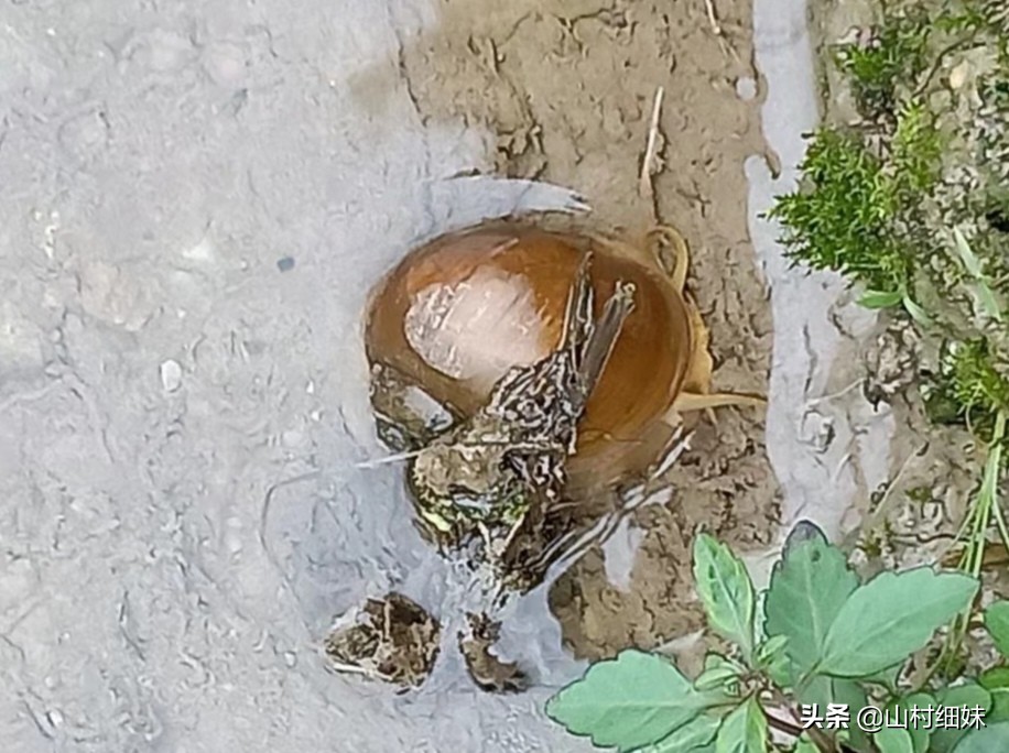 稻地有漏水怎么办,我的稻田渗水太快该咋办