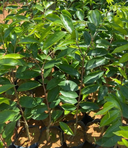 什么树一直流胶,农村这种树80元一斤都买不到