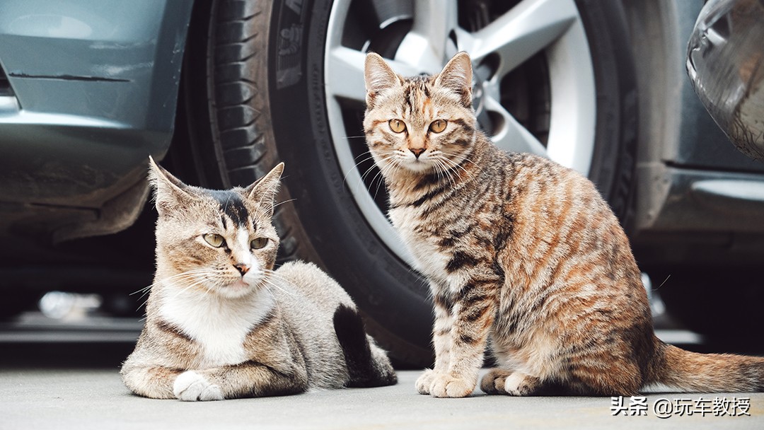 老鼠能钻进汽车驾驶室吗,如果老鼠进家里要怎么办