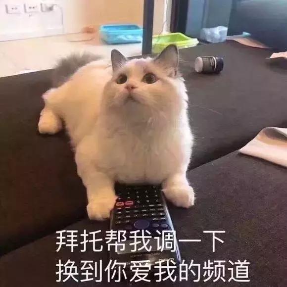 福懋动物医院：猫咪皮肤病不难治，看了这篇你就懂了